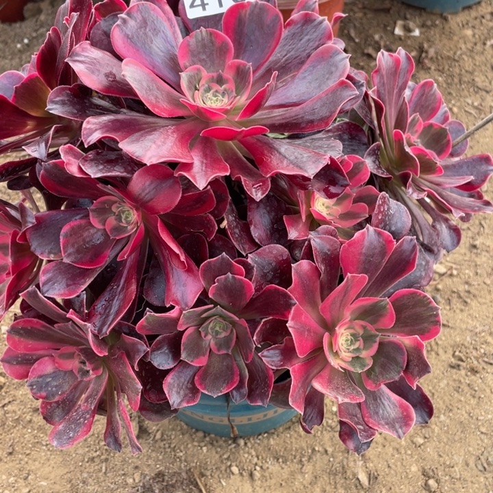 无花朵413美杜莎多肉植物