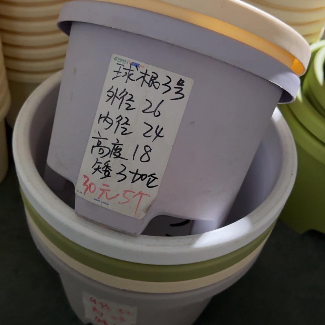 球根3#口径26无拖纯白6个