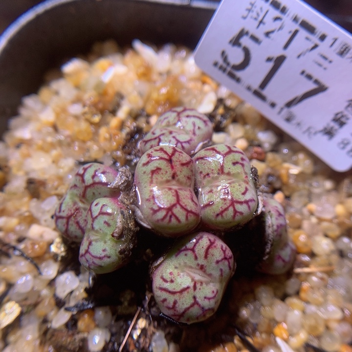 精品生石花217.517