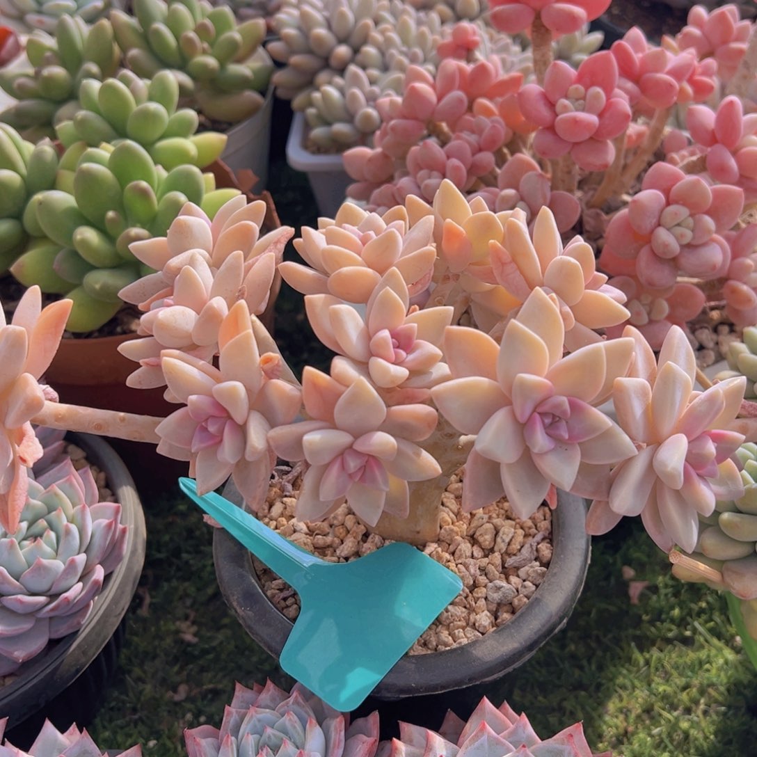 香玉的故事是一个人的故事