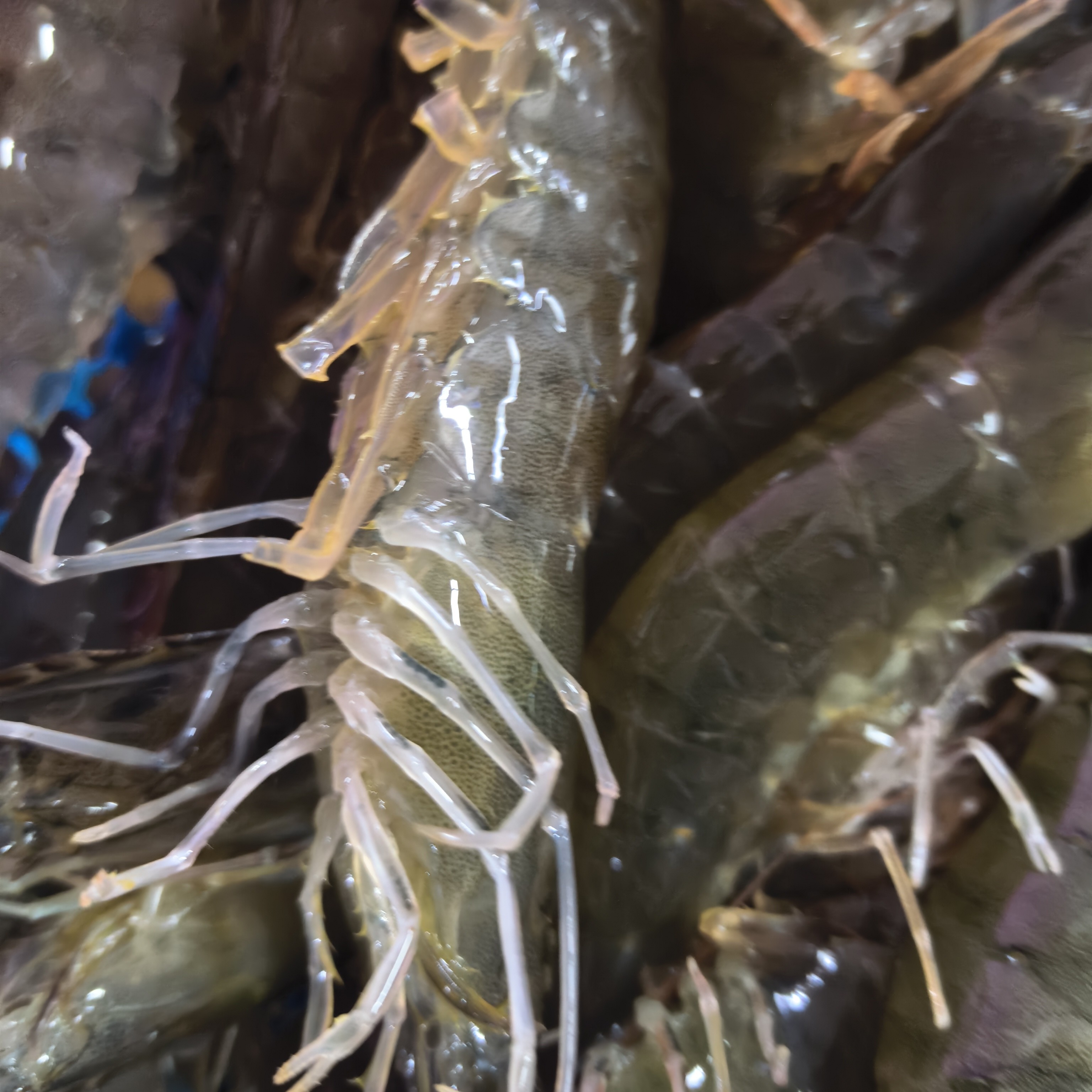 小富生鲜断养海虾2斤