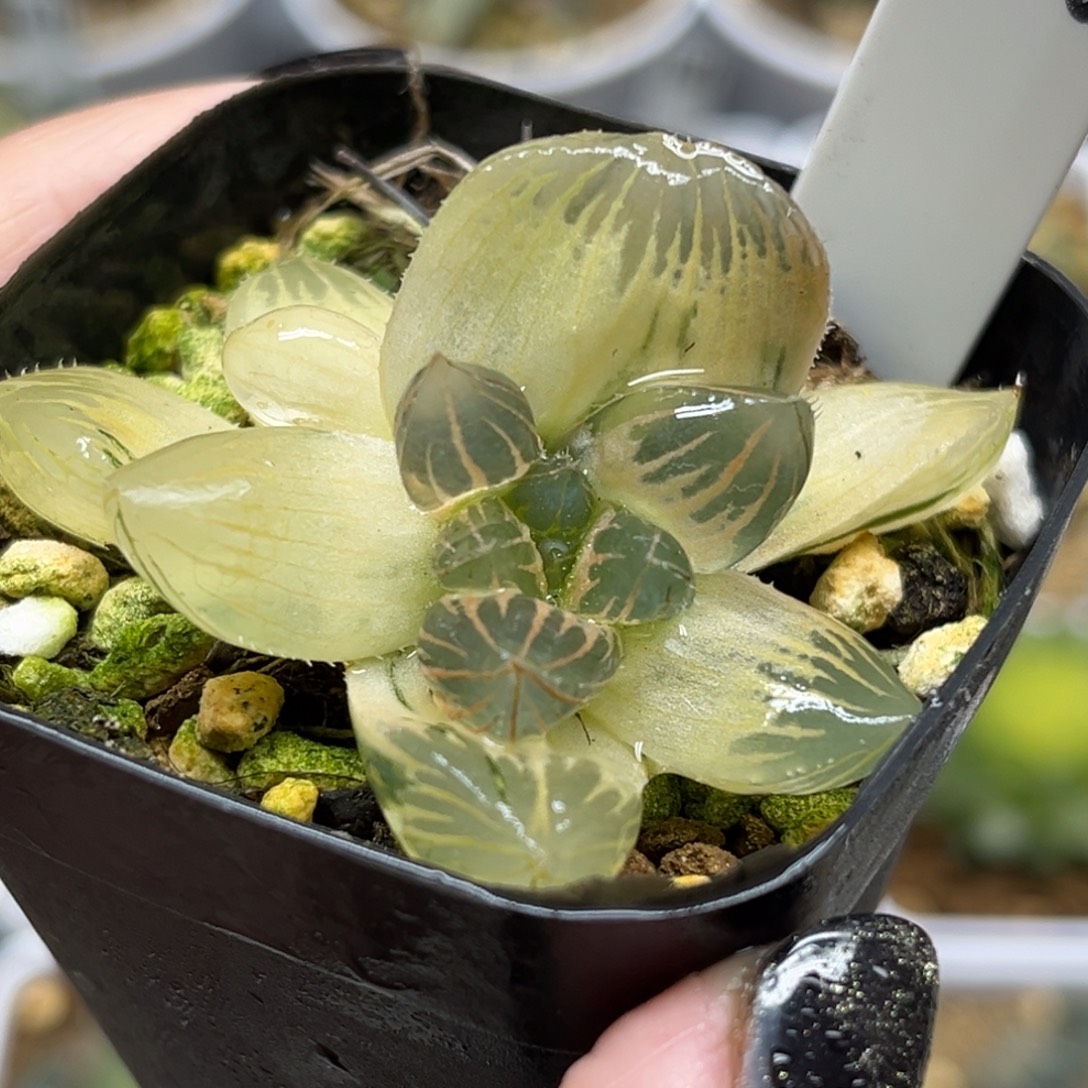 26糊斑龙爪玉露锦福利专场