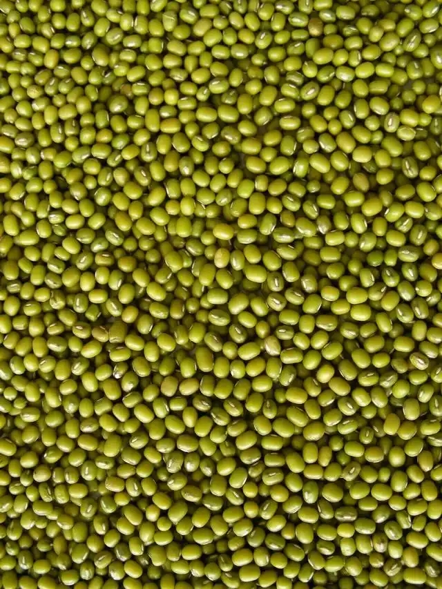 （新亮新农人）湖南农家绿豆五谷杂粮