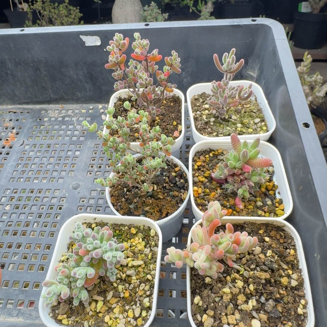 六个枝干组合多肉。         