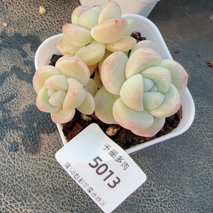 小脸冰玉，5013多肉