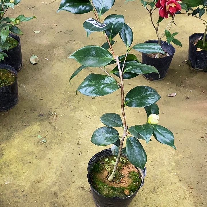 戴氏。    茶花。   738。       