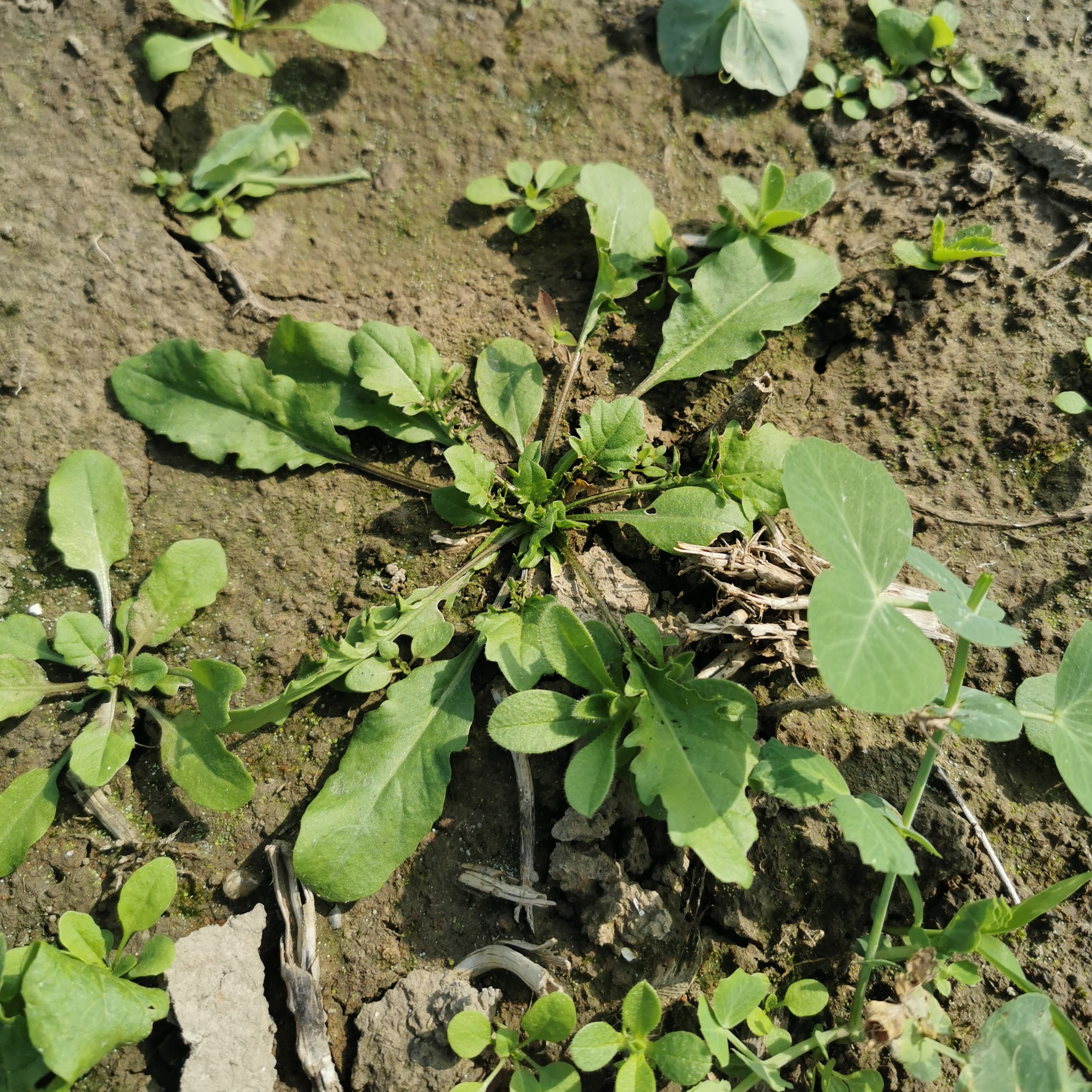 露天新鲜荠菜荠荠菜包春卷包馄饨