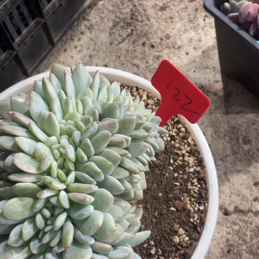 念***开星影缀化多头群生122