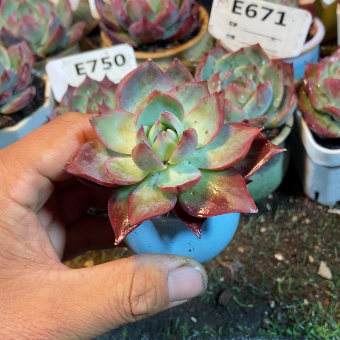 惊鸿一瞥多肉植物