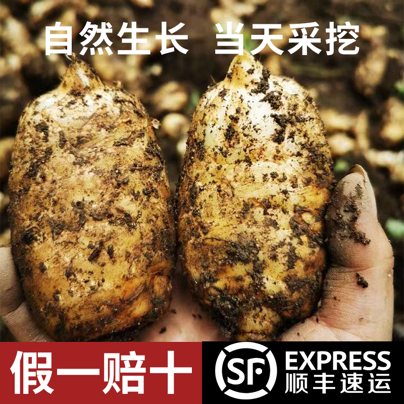 云贵高海拔乌天麻云南小草坝新鲜天麻仿野生三年种植手工炖鸡煲汤