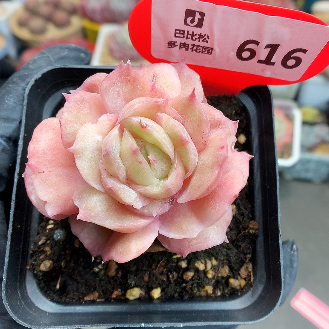 616 昂斯诺石化多肉