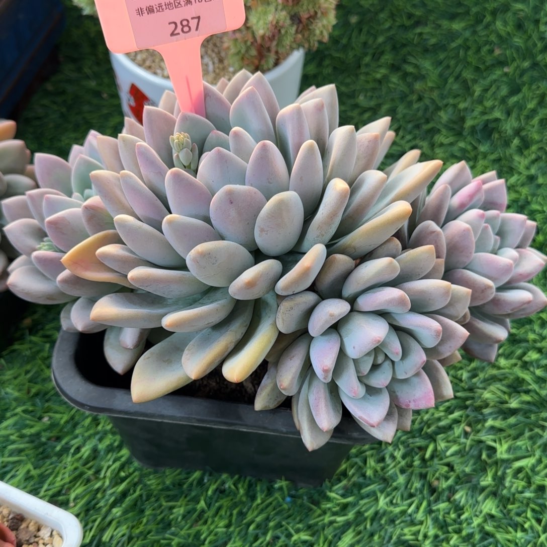 锦安精品多肉植物287