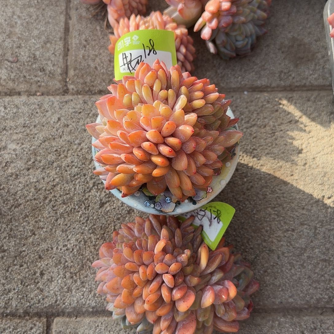 萌***宝星影缀化两颗一组脱土发货