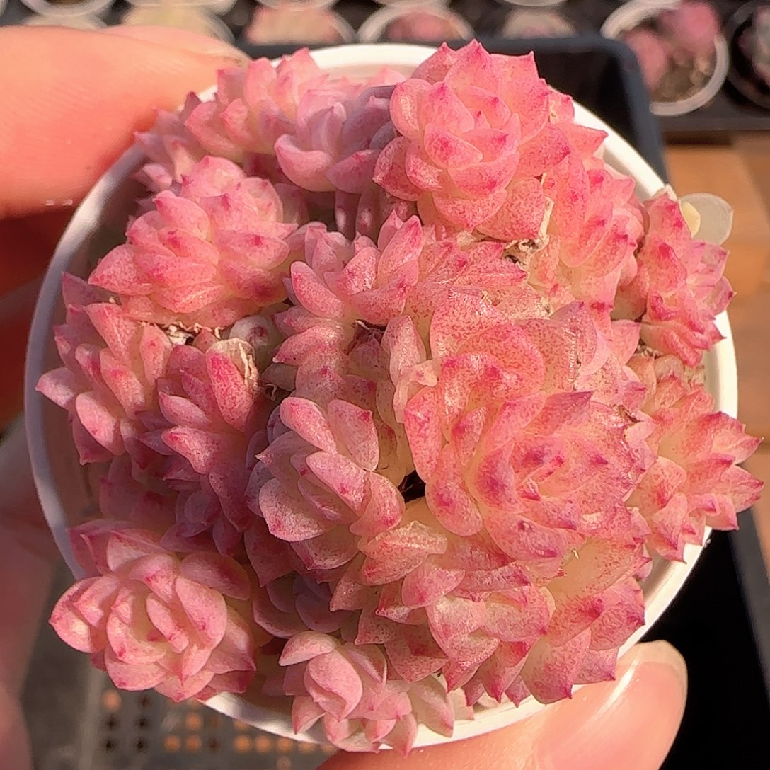 多肉1212-175优选麦秆群