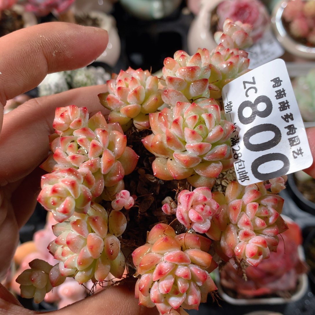 5CM拇指盆精控多肉ZC800