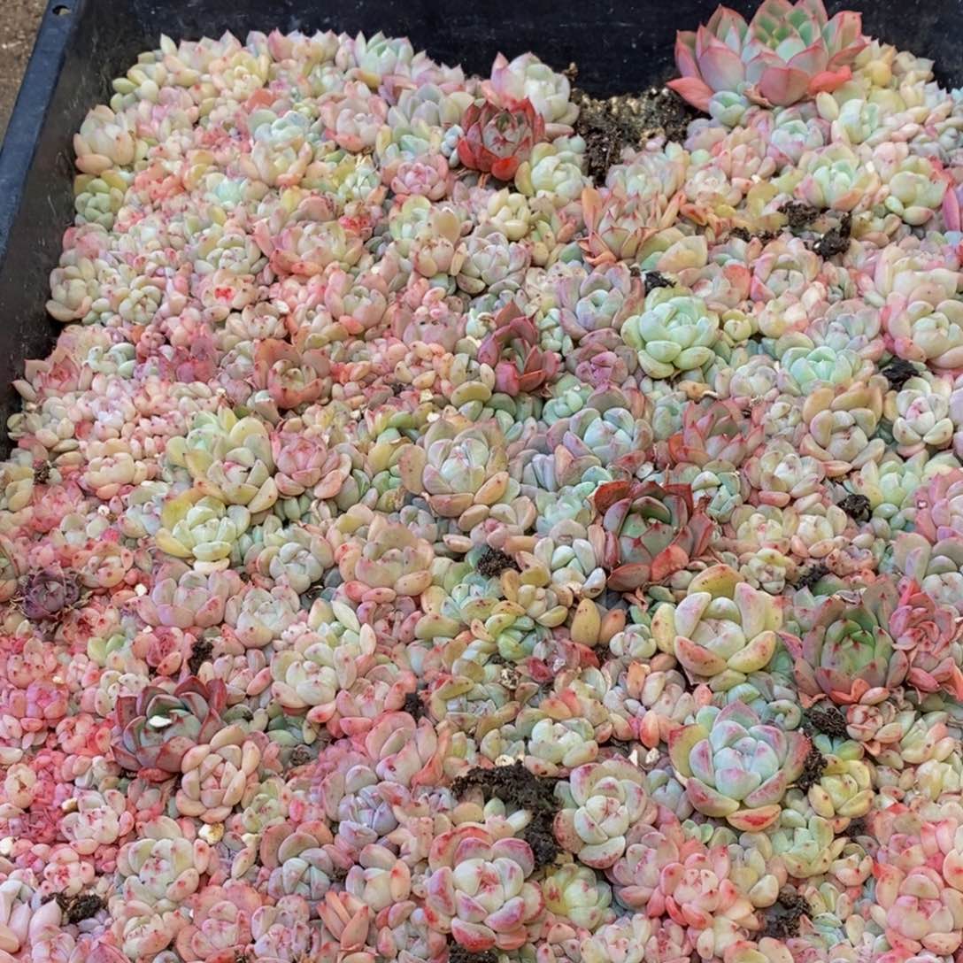 531多肉植物保护研究所所长