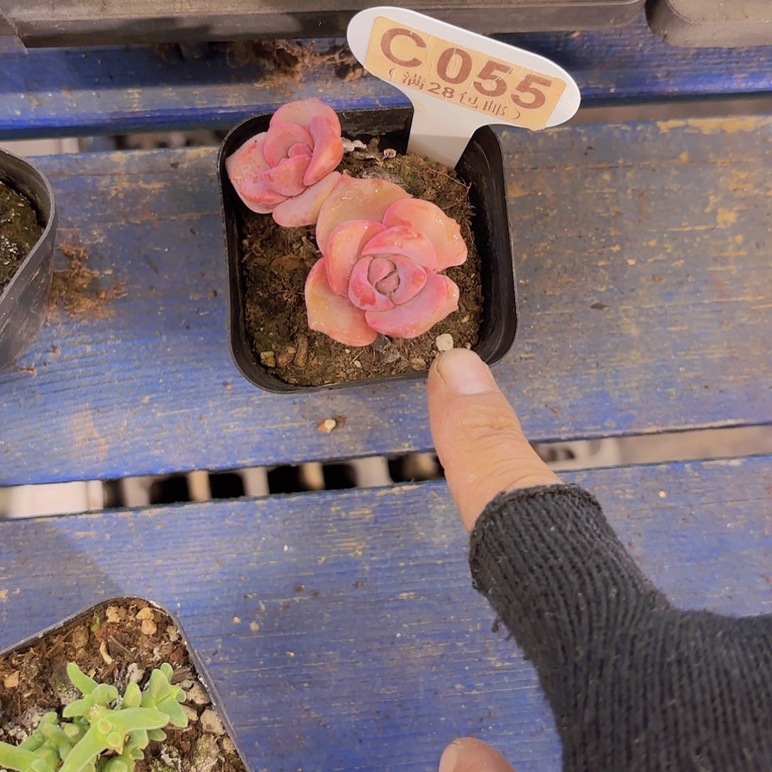 C055彩虹糖一物语拍