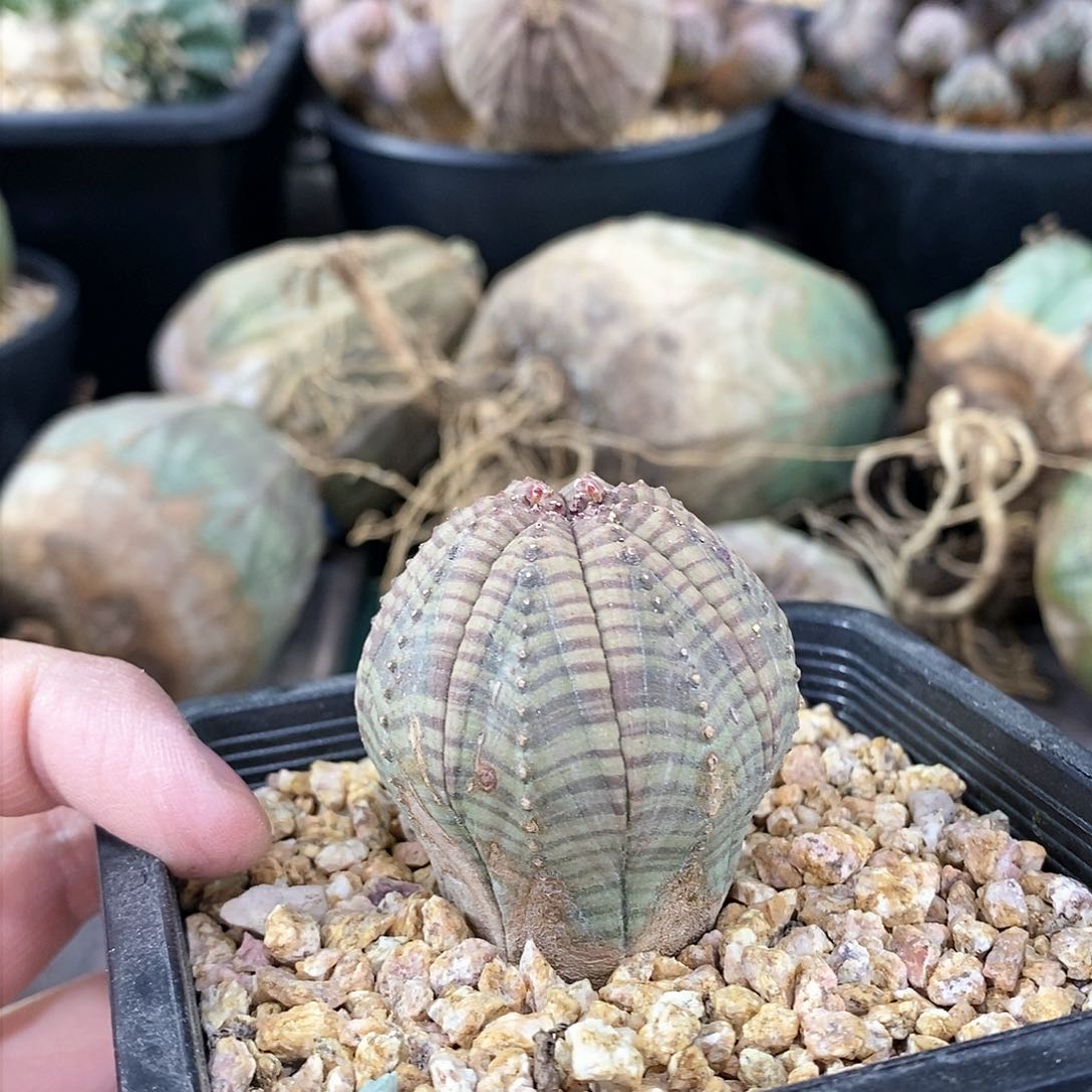 欧系实生布纹球多肉植物