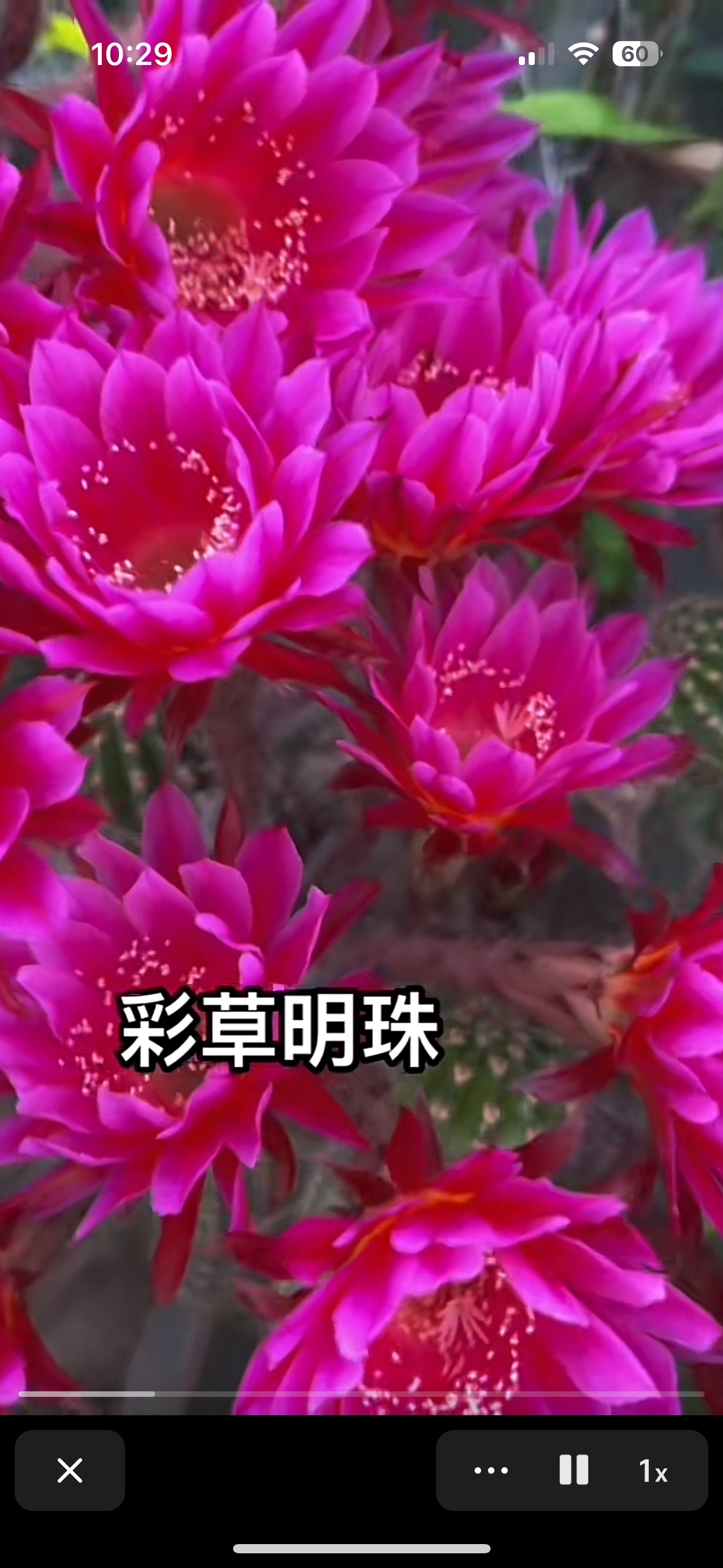 自根明珠彩草尺寸以直播间为准不同季节开不同花色介意勿拍