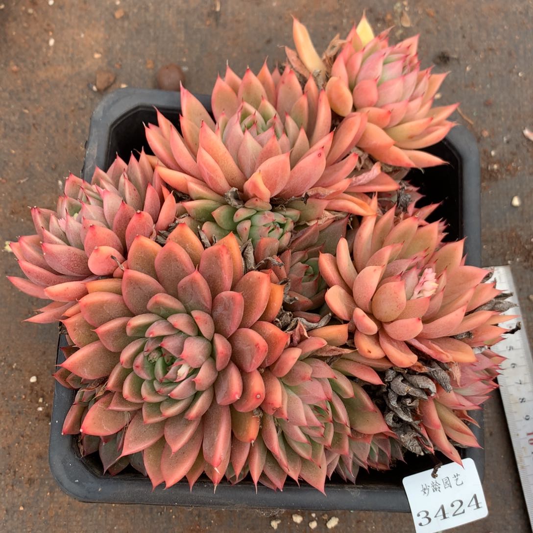 3424杂交精品基地18厘米