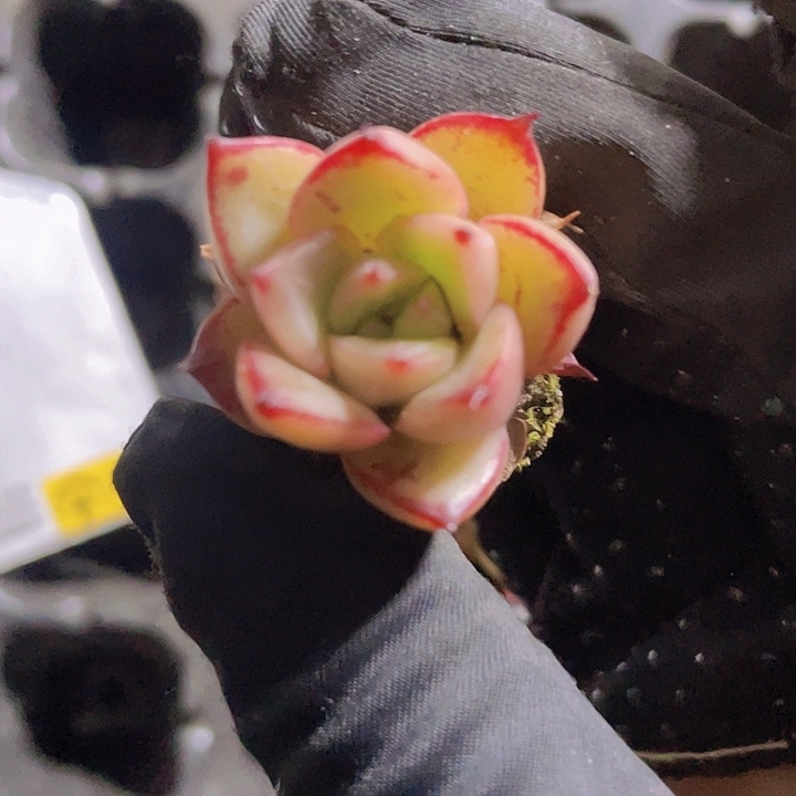 15精品五彩流星2颗一组