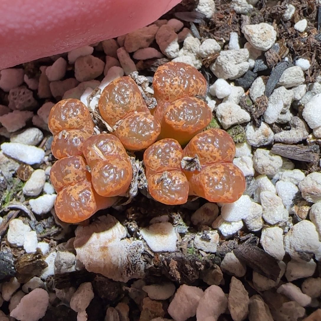 肉锥多肉植物百科-勋章321