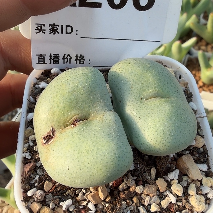206。多肉植物的生长