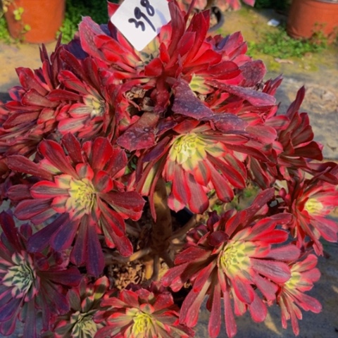 红同白多肉植物一物一拍398多肉