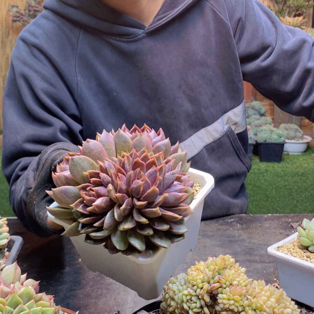 小**子C183号黑水晶多肉