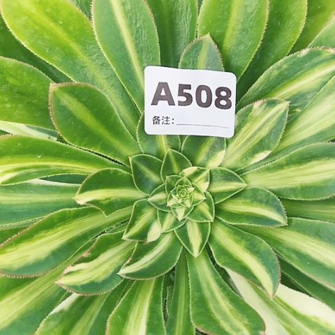 【闪购商品】508！123455678