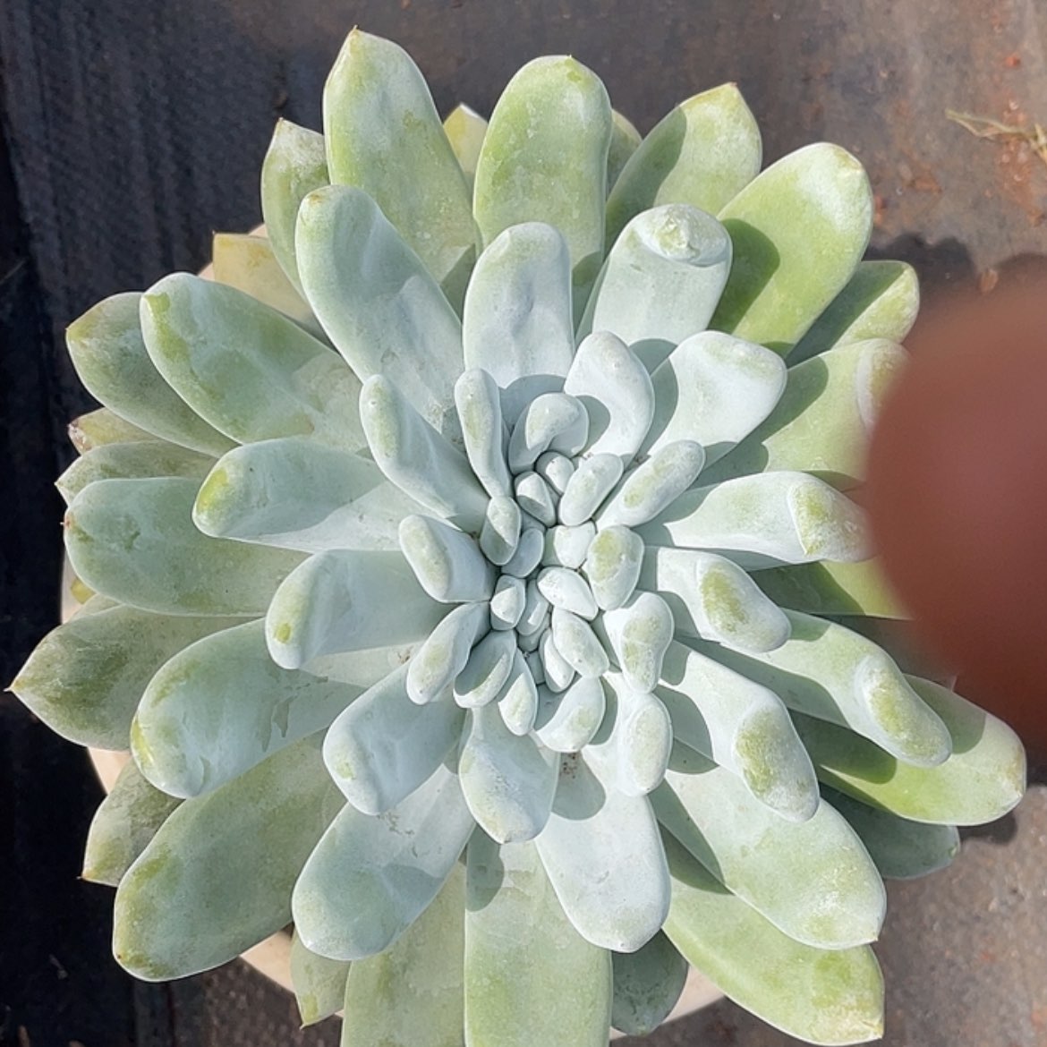 【闪购商品】拇指缀化