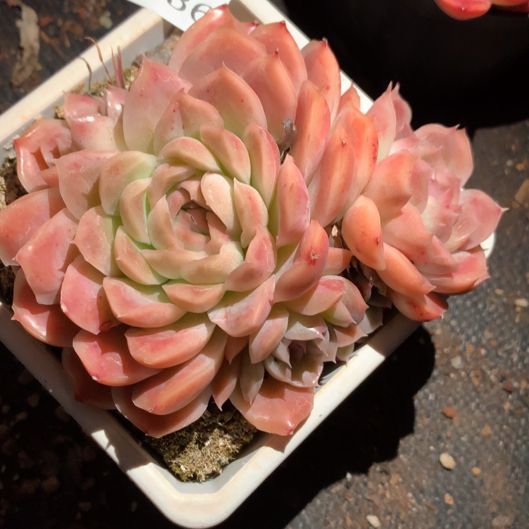 5136新年快乐发发发