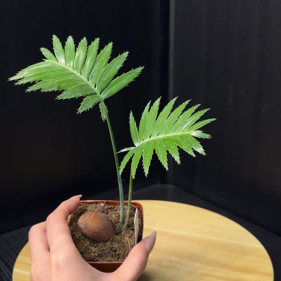 巨型双子铁哈哈哈