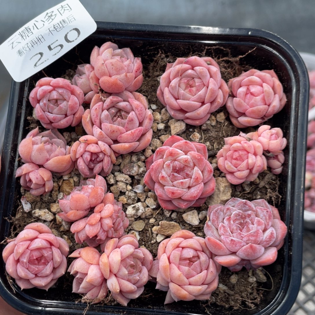 云糖心多肉植物250