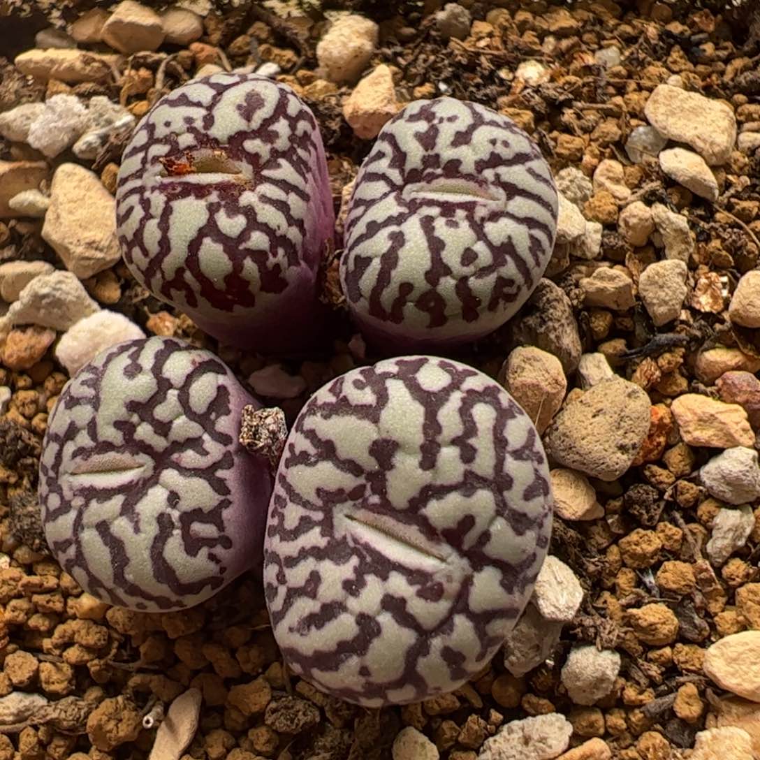 多肉植物百科超级墨