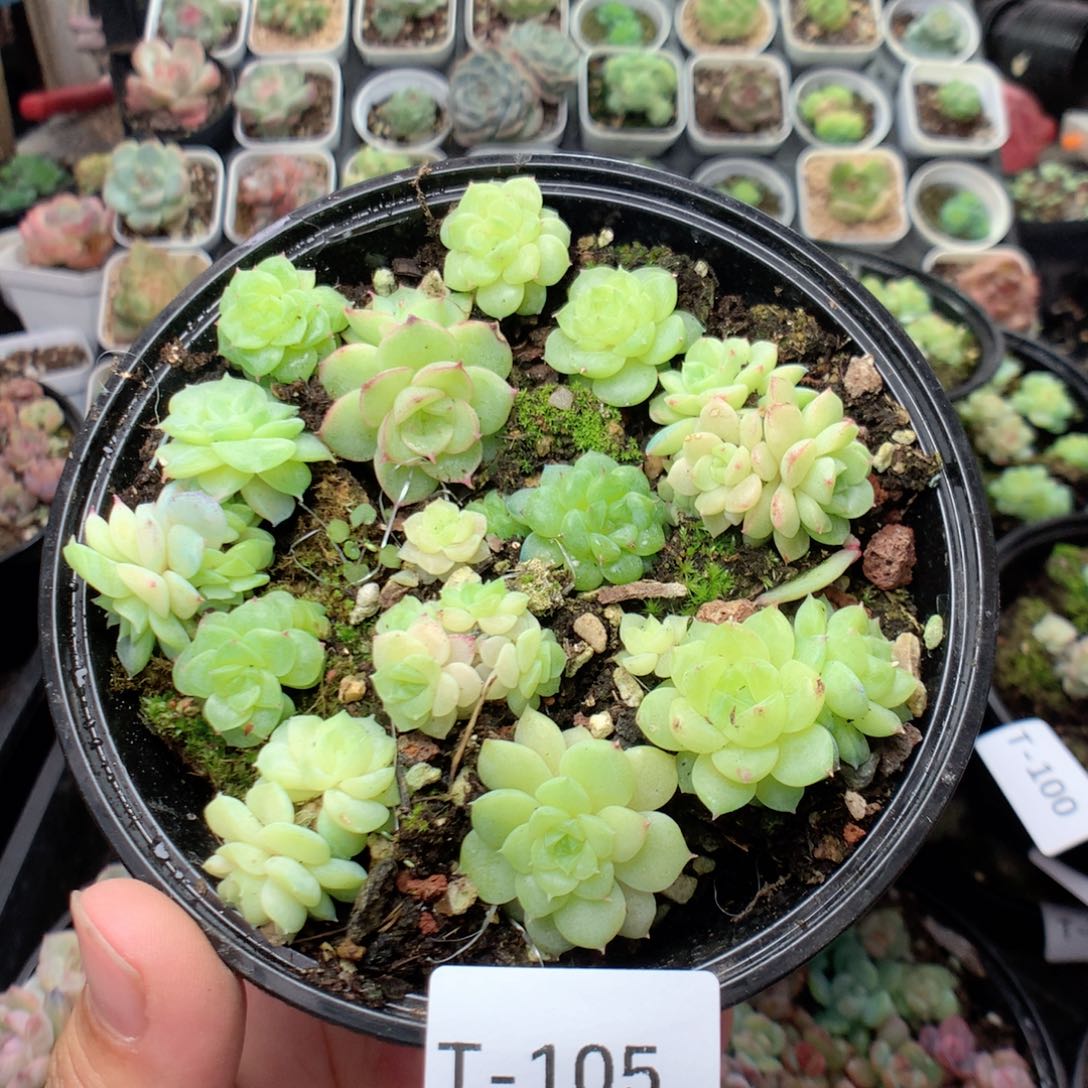 无花朵T105英语英语