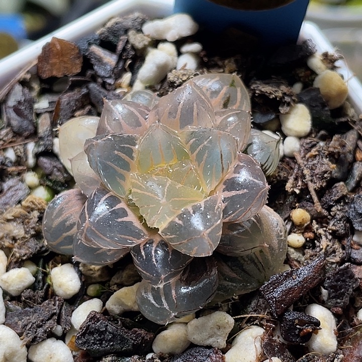 692糊斑实生玉露锦特选福利