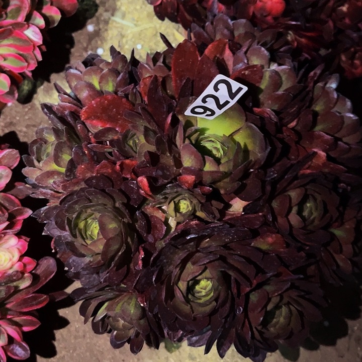 922新品多肉植物