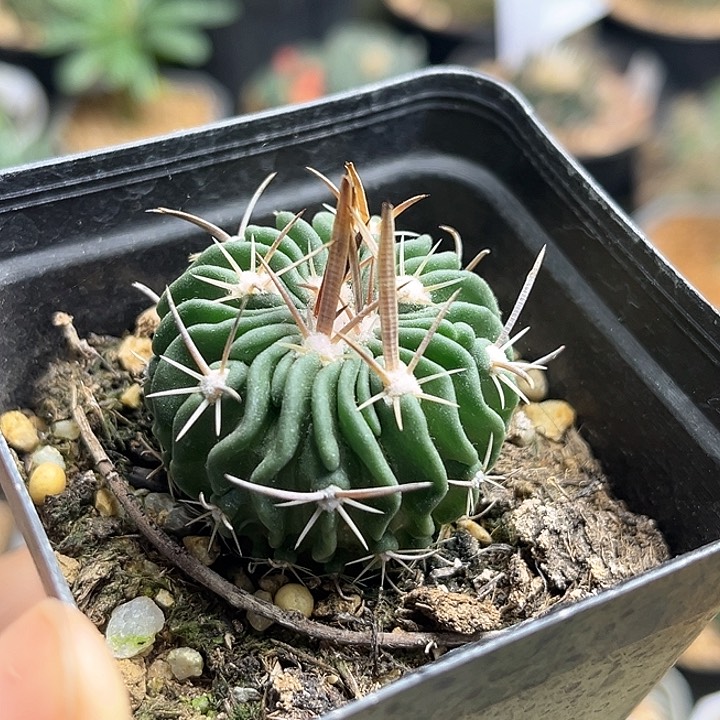 喷泉振武玉实生球3.5公分