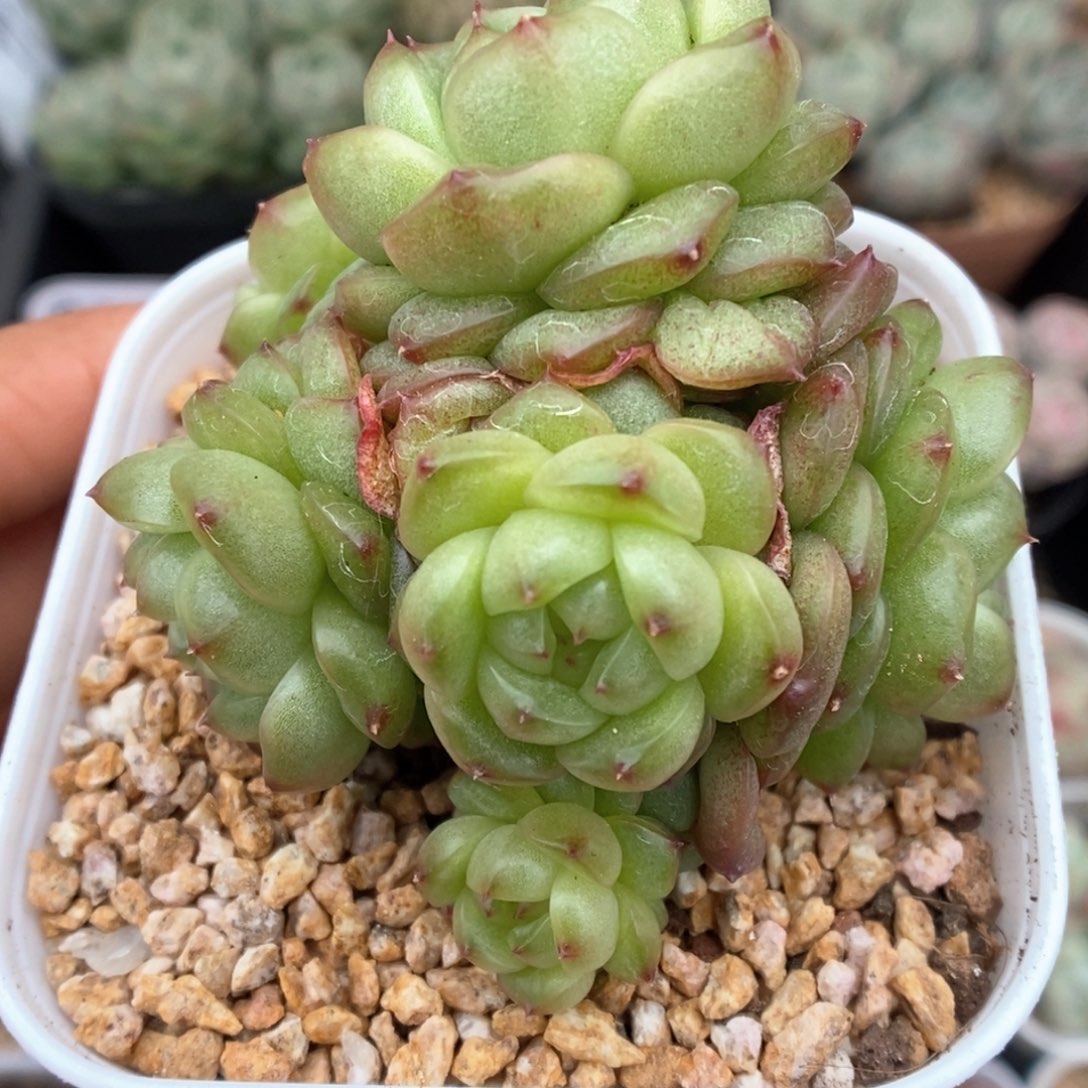 灯泡珍妮群生可拍995号