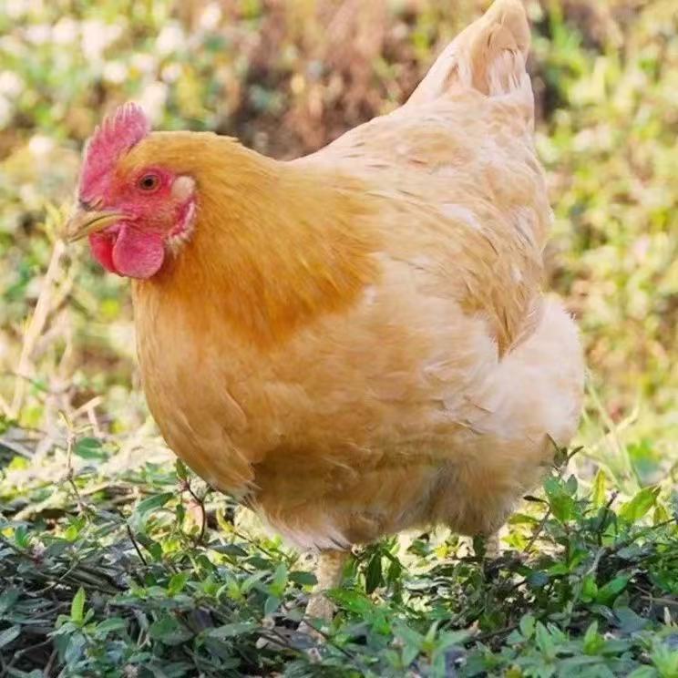 福源土鸡整鸡生鲜肉质鲜美15只
