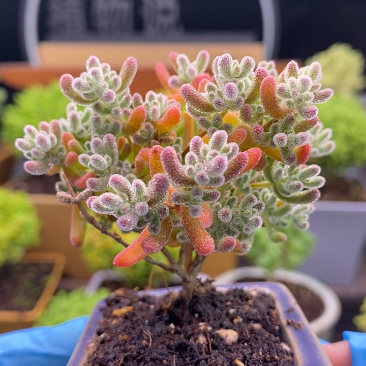 7***姐无花朵56冰晶杂。    