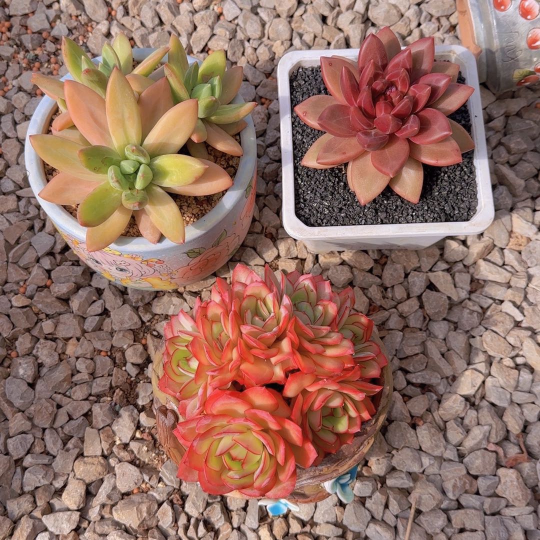 海洋 60 迷雾 25 牡丹亭 100