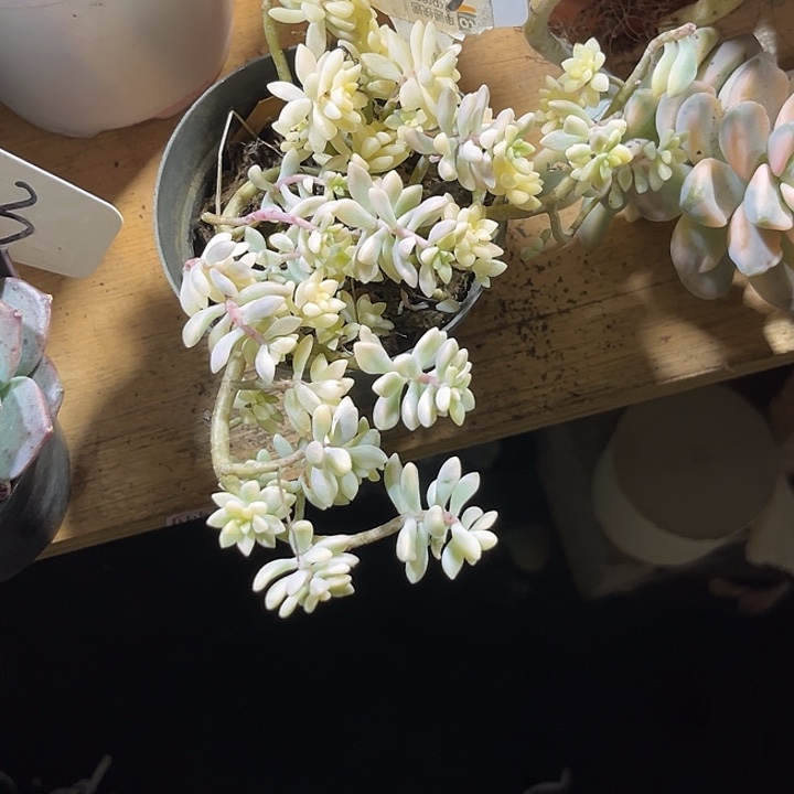 穆***丹00000000000000000153