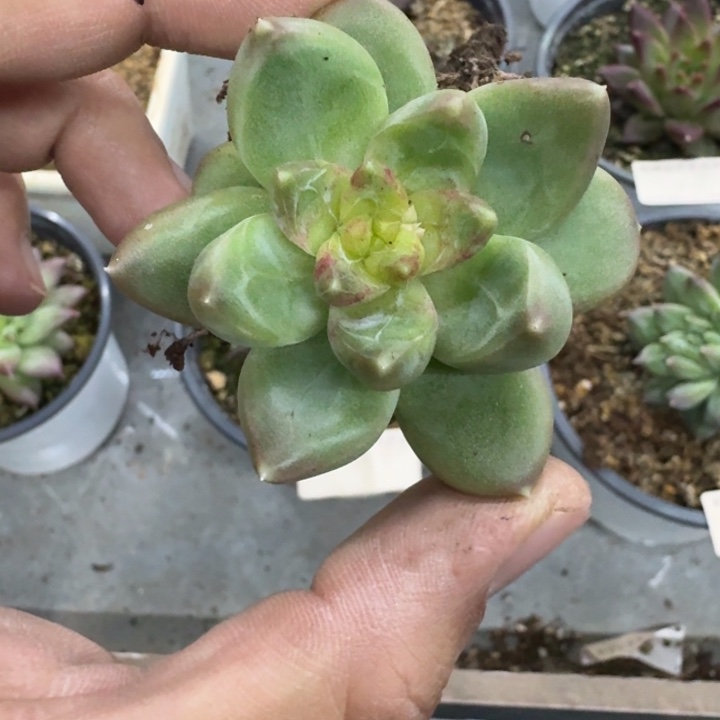青篱美人 单头 一物一拍