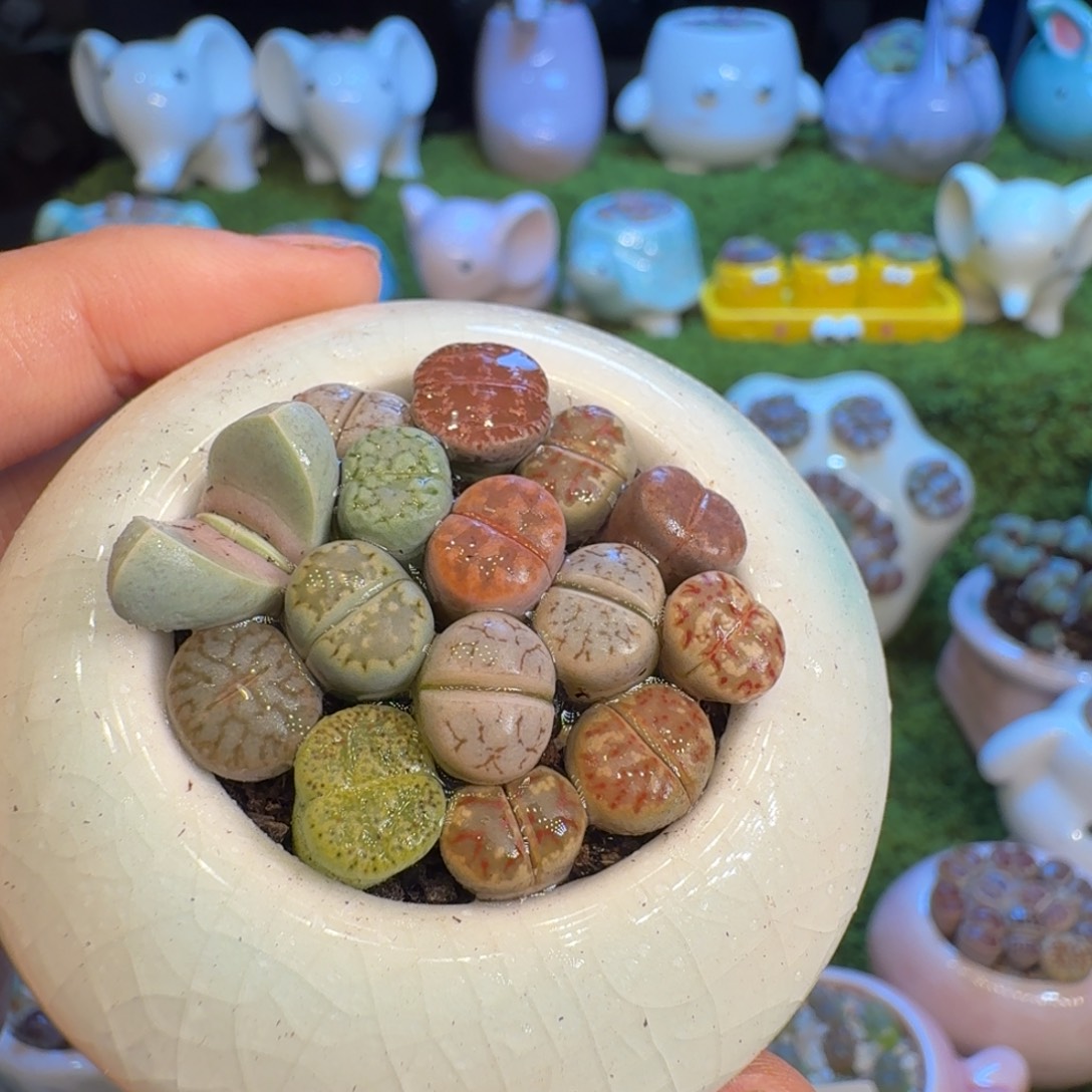 ʚ***ɞ多肉植物福利冲冲1033