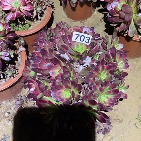 多肉植物法师703安娜