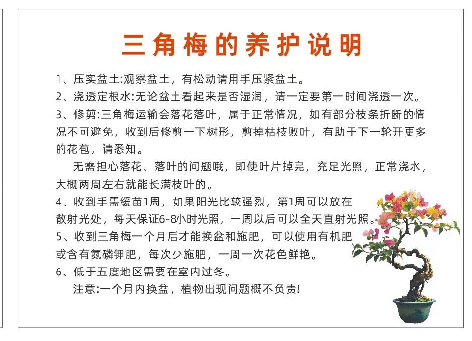 【花小房】内蒙古 新疆 西藏 四川甘孜、阿坝、凉山 三角梅小老桩