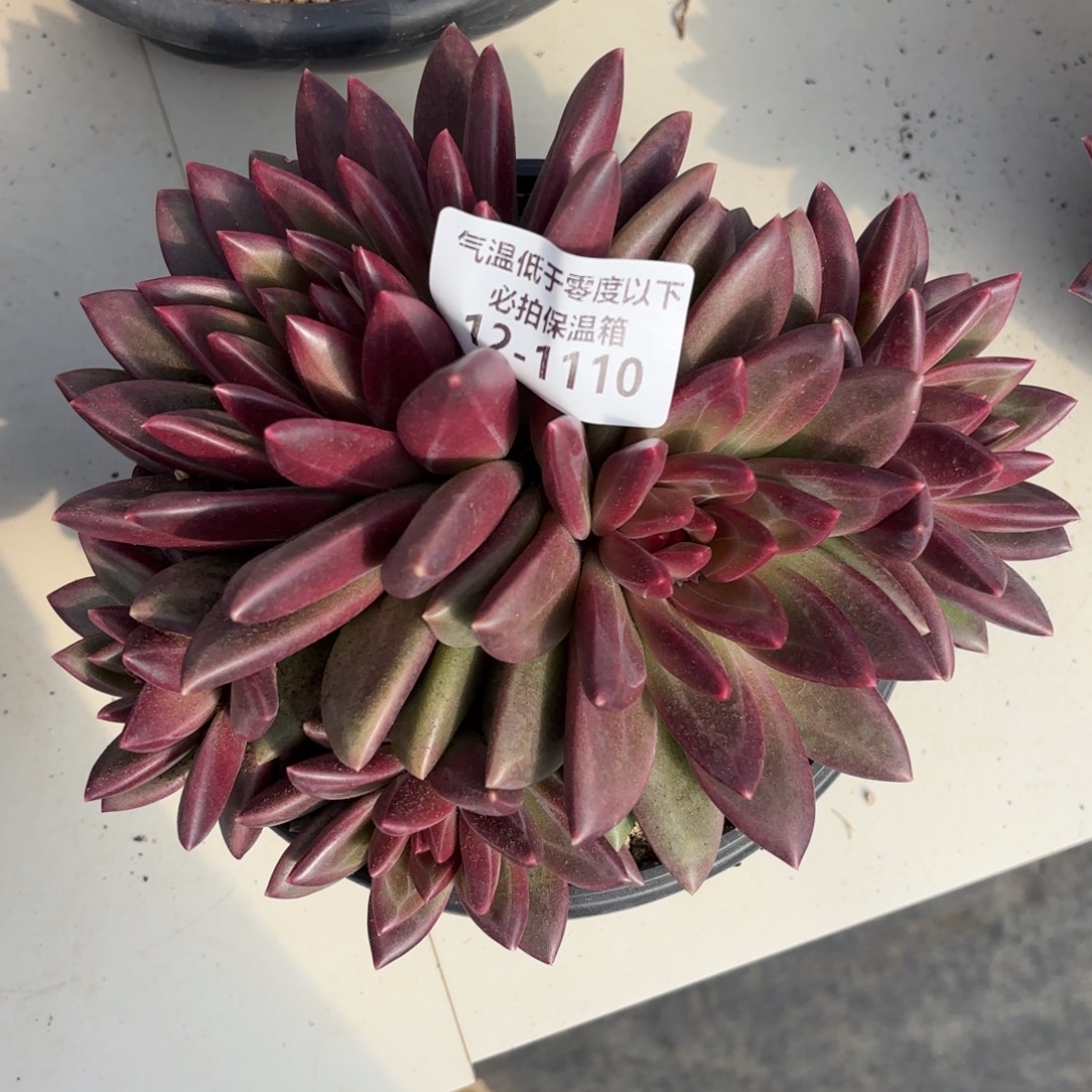 1110迷雾泡泡群多肉植物