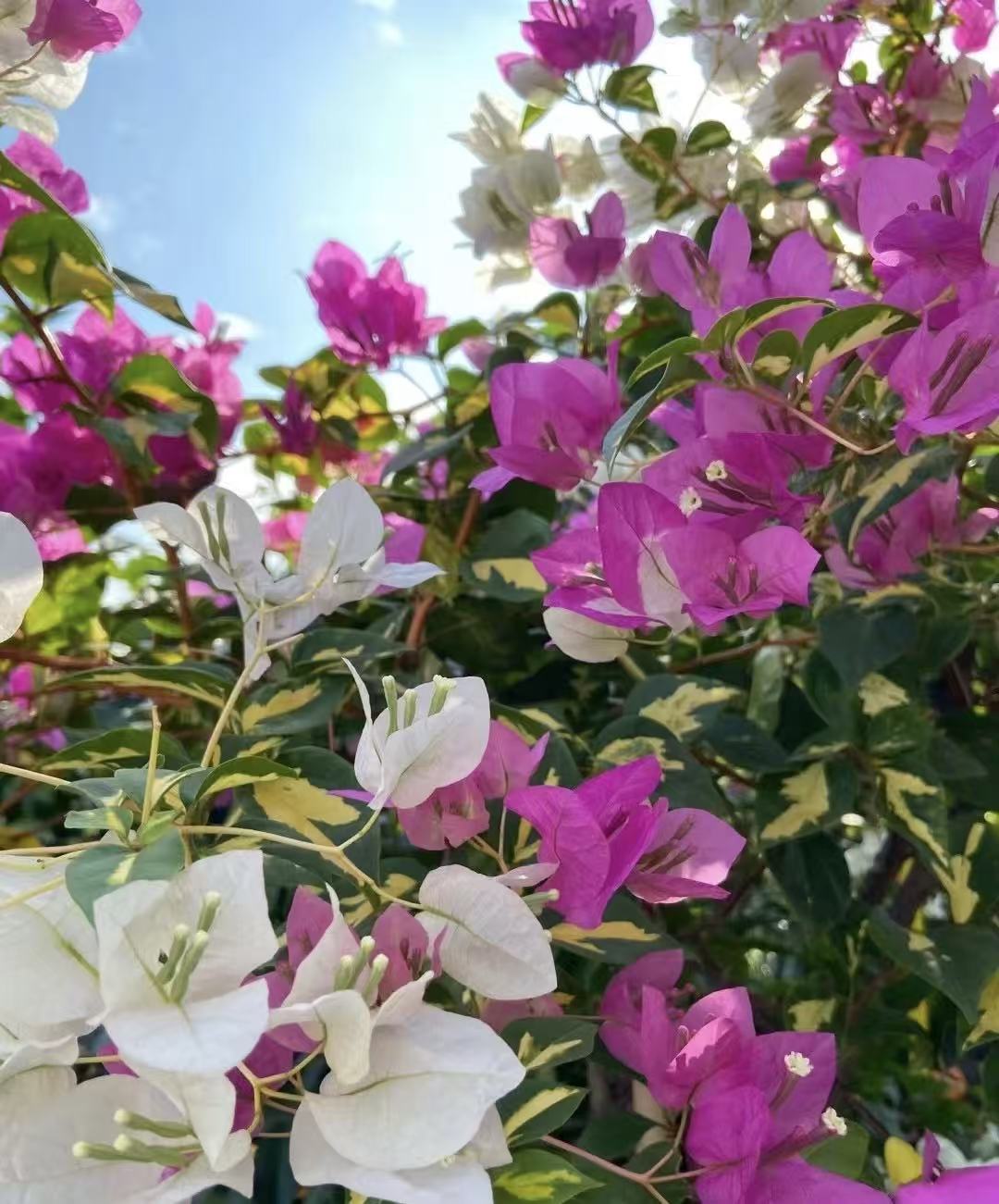 （金心双色）三角梅四季勤花可爬藤链接